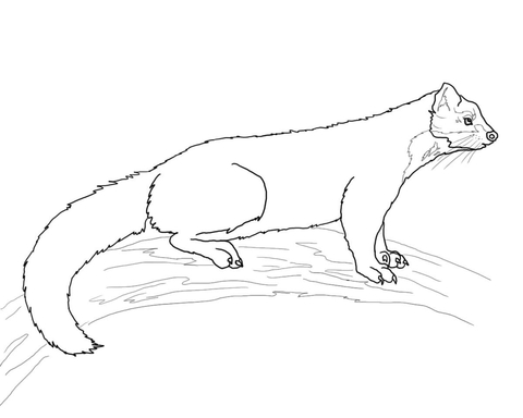 Pine Marten Coloring Page